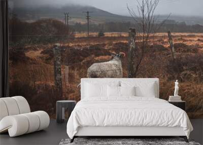 highland sheep 2 Wall mural