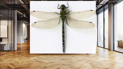 close up dragonfly on white background Wall mural