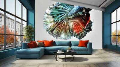 Betta fish Fancy Red Copper Halfmoon from Thailand, Siamese fighting fish on isolated Grey Background Wall mural