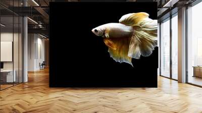 Betta fish from Thailand in isolated with black background. Wall mural