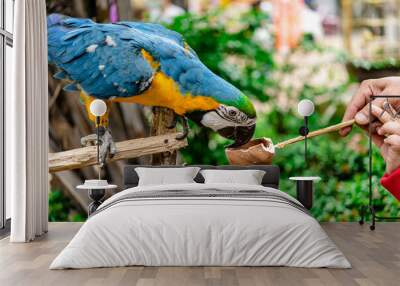 Parrot Macaw in blue and yellow color on the stick for show along the street side in Bangkok city. Wall mural