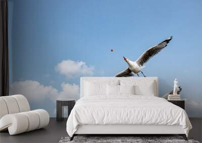 Seagulls flying on the beautiful sky chasing after food to eat.	 Wall mural