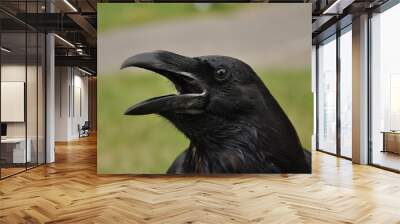 common raven (Corvus corax) Wall mural