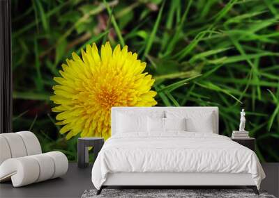 close up of single yellow dandelion on a dark green grass backgr Wall mural