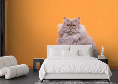 Photo of a fluffy gray cat sitting on an orange background and looking up. Beautiful cat is isolated on an orange background. Pet on a colored background. Wall mural