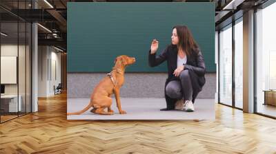 The girl is training the puppy on a dark background. The dog and the owner play against the background of the wall. Magyar Vizsla breed Wall mural