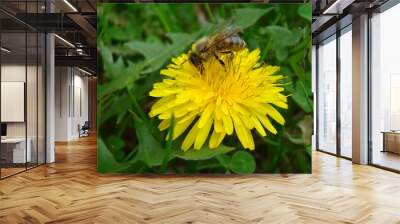 bee on flower Wall mural