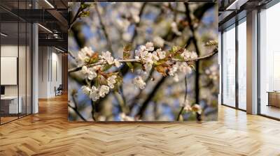 Im Frühling blühende Obstbäume. Weiße Obst Baumblüten im Frühjahr.
 Wall mural