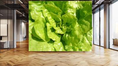 fresh green salad head Wall mural