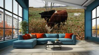 cow hefer beef cow grass fed Wall mural