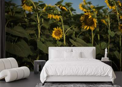 sunflower plant grows in the field Wall mural