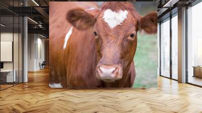 Portrait of a cow with a white heart shape on the head Wall mural