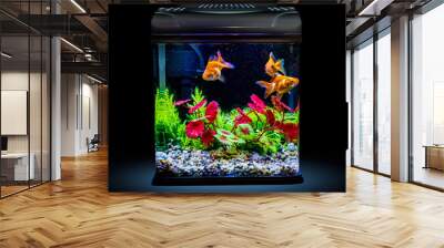 Goldfish in a night illuminated aquarium Wall mural