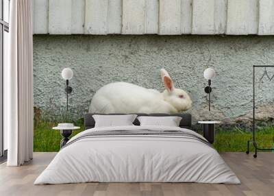 A domestic white rabbit grazing on green grass Wall mural