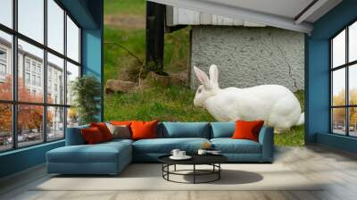 A domestic white rabbit grazing on green grass Wall mural