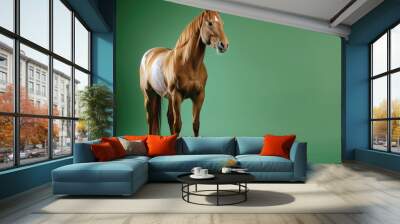 Brown horse on a green background. Horse in photo studio. Professional photo. Domestic animal. Wall mural