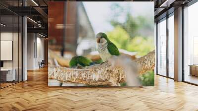 Green parrots on a wooden branch. Two parrots are sitting on a branch in a large cage. Parrots in the zoo. Wall mural