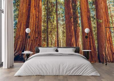 Giant redwood pines sequoia trees, Sequoia National Park, California, USA Wall mural