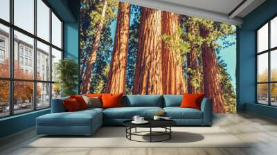 Giant redwood pines sequoia trees, Sequoia National Park, California, USA Wall mural