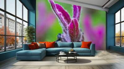 Purple lavender flower macro on green bokeh background Wall mural