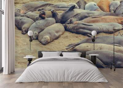 Sea Lions enjoying the day, California Coast, USA Wall mural