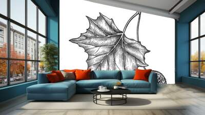 Hand drawn sketch of American sycamore or western plane twig with fruit and leaf in black isolated on white background.  Wall mural