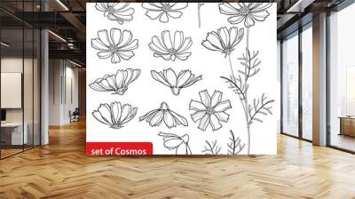 Vector set with outline Cosmos or Cosmea flower bunch, ornate leaf and bud in black isolated on white background. Contour blooming Cosmos plant for summer design and coloring book. Wall mural