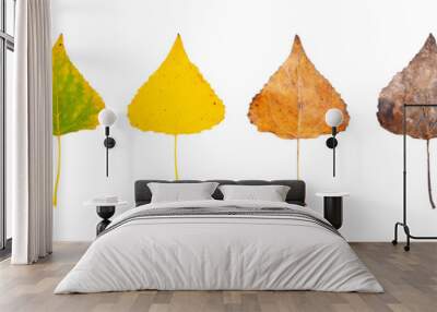 Row of leaves from green to rotten isolated on a white background. The concept of the biological life cycle and change of seasons. Wall mural