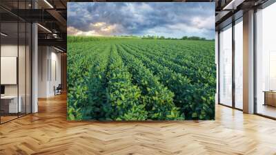 Soy field with rows of soya bean plants Wall mural