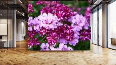 Closeup of mixed pink and purple geranium flowers Wall mural