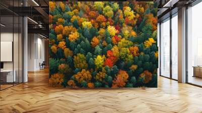 Beautiful aerial view of forest with beautiful autumn colors of nature drone view Wall mural