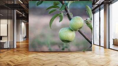 Growing green apples on a tree branch close-up. Blurred Background Wall mural