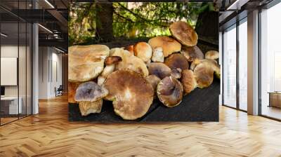 A harvest of porcini mushrooms with a white stem and a brown cap. Wall mural