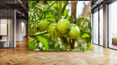 Bunch of  natural green unrape tomatoes in water drops growing in a greenhouse Wall mural