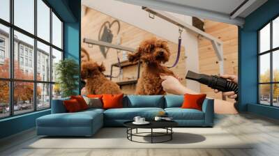 Close up of professional female pet groomer dry tea cup poodle dog fur with a hair dryer after washing in beautician salon. Grooming concept Wall mural