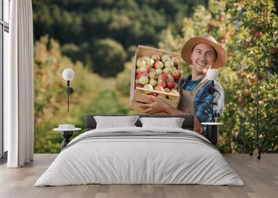 Happy smiling male farmer worker crop picking fresh ripe apples in orchard garden during autumn harvest. Harvesting time Wall mural