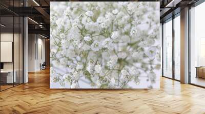 Closeup of a baby breath flower. Common Gypsophila. Wall mural