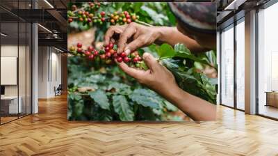 arabica coffee berries with agriculturist hands Wall mural