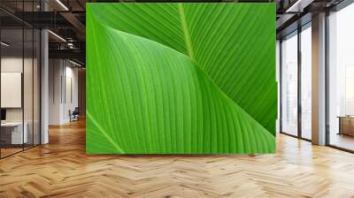 tropical leaf texture background Wall mural