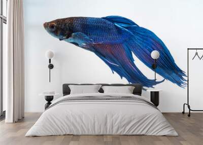 the Photo of Beautiful moving moment  of siam blue  Betta fish in Thailand on white background. Wall mural