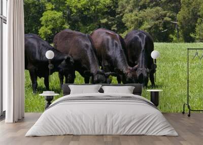 Black Angus Herd Wall mural