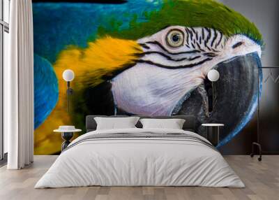 Blue and Gold Macaw Wall mural