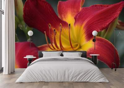 Red and Yellow Beauty Wall mural