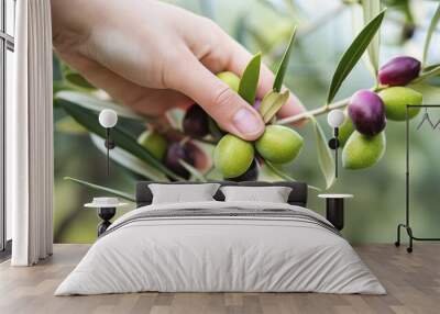 Close-up view of a person s hand carefully selecting ripe, organic olives from a sunlit olive tree branch in a picturesque Mediterranean setting. Wall mural