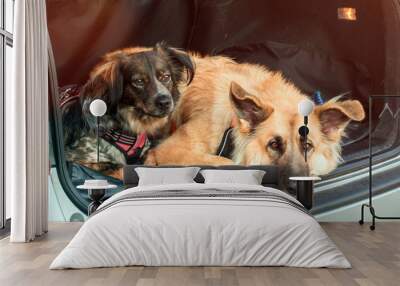 two dogs lying down in car trunk travel and vacation concept Wall mural