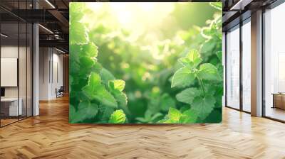 A close up of green leaves with the sun shining on them Wall mural