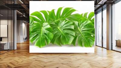 Lush Green Monstera Leaves on White Background Wall mural