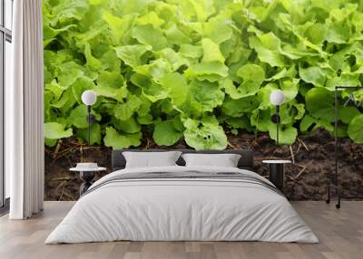 Salad plots are grown on fertile soil with nutrients. Wall mural