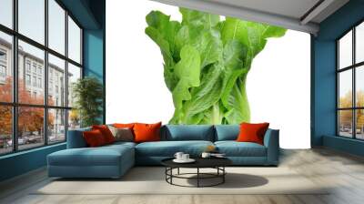 fresh green cos lettuce isolated on white background Wall mural