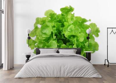 fresh green oak lettuce salad leaves isolated on white background Wall mural